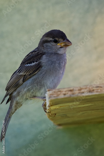 moineau des villes