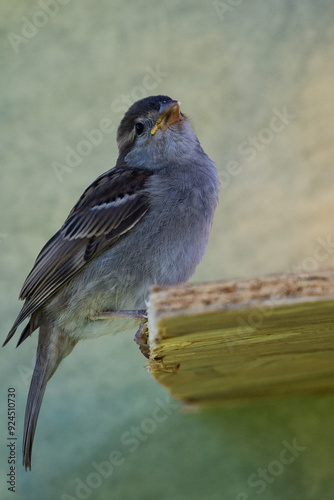 moineau des villes