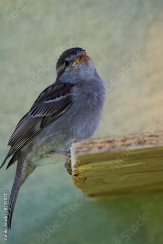 moineau des villes