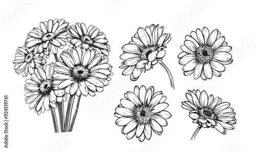 black and white Gerbera, hand drawn flower, Barberton daisy, bloom, Gerbera Transvaal Daisy photo