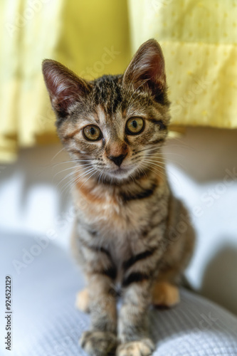 Wallpaper Mural 我が家のトラ猫
 Torontodigital.ca