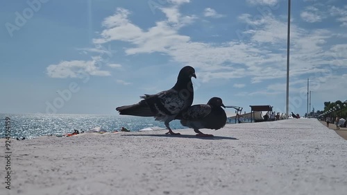 Pigeons strolling along the promenade by the sea. The concept of travel, freedom, nature