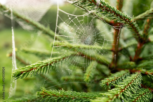 dew on a web