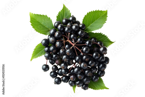 A cluster of ripe black chokeberries or elderberry with vibrant green leaves, isolated on a white transparent background.