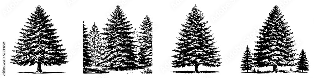 Naklejka premium Conifer . Black and white botanical illustration. Logo design for use in graphics.