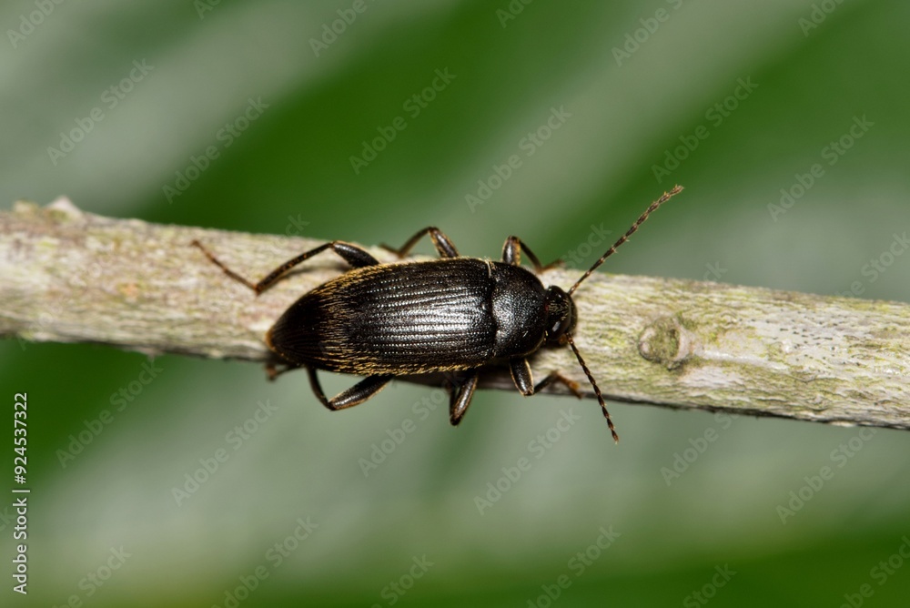 Comb-Clawed beetle Lobopoda socia insect nature Springtime pest control. Comb-Clawed beetle Lobopoda socia insect nature Springtime pest control.