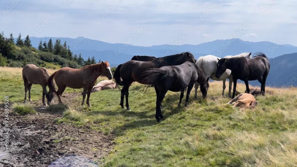 Wild horses like mustangs graze on clean alpine meadows. Blooming meadows against the backdrop of beautiful forest peaks, the sun is setting, a warm summer evening. Wild horses like mustangs graze on clean alpine meadows. Blooming meadows against the backdrop of beautiful forest peaks, the sun is setting, a warm summer evening.