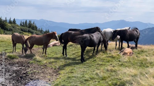 Wild horses like mustangs graze on clean alpine meadows. Blooming meadows against the backdrop of beautiful forest peaks, the sun is setting, a warm summer evening. 