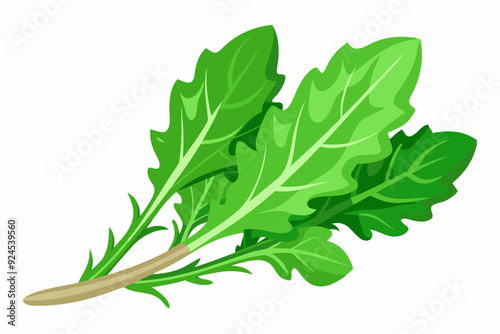 Fresh Green Arugula Leaves with Stem