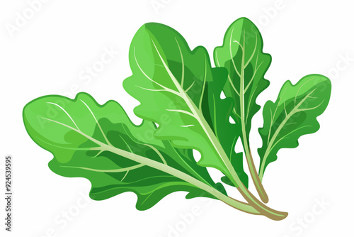 Bunch of Fresh Green Arugula Leaves