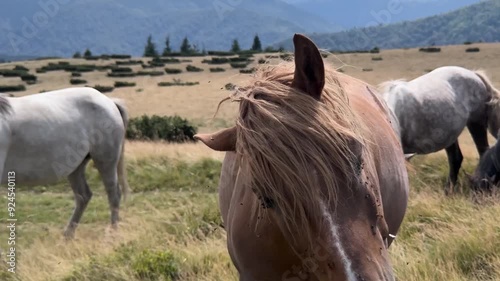 Wild horses like mustangs graze on clean alpine meadows. Blooming meadows against the backdrop of beautiful forest peaks, the sun is setting, a warm summer evening. 