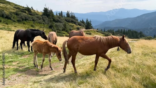 Wild horses like mustangs graze on clean alpine meadows. Blooming meadows against the backdrop of beautiful forest peaks, the sun is setting, a warm summer evening. 