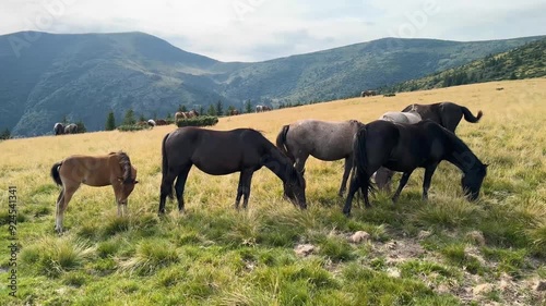 Wild horses like mustangs graze on clean alpine meadows. Blooming meadows against the backdrop of beautiful forest peaks, the sun is setting, a warm summer evening.