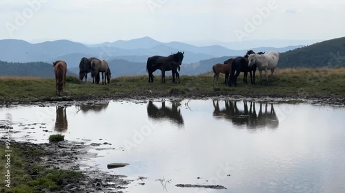 unique breed of horses that are found only in the Carpathians. The characteristic features of the Hutsuls are endurance, strength and intelligence. The animals came to drink at a mountain lake
