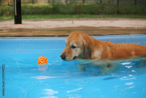 Golden Retriever swimming with a ball in a swimming pool