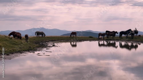 unique breed of horses that are found only in the Carpathians. The characteristic features of the Hutsuls are endurance, strength and intelligence. The animals came to drink at a mountain lake