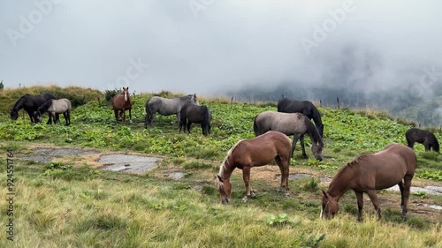 Ukraine let their horses graze in the highlands of the Carpathians. characteristic features of the Hutsuls endurance, strength and intelligence. The animals came to the pasture in the fog after rain