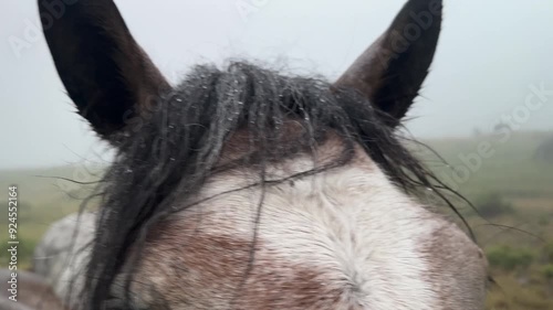 Ukraine let their horses graze in the highlands of the Carpathians. characteristic features of the Hutsuls endurance, strength and intelligence. The animals came to the pasture in the fog after rain