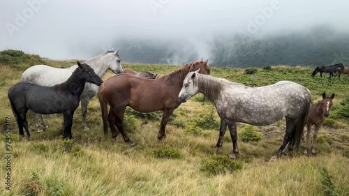 Ukraine let their horses graze in the highlands of the Carpathians. characteristic features of the Hutsuls endurance, strength and intelligence. The animals came to the pasture in the fog after rain