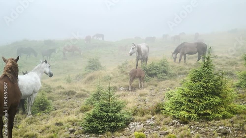 Ukraine let their horses graze in the highlands of the Carpathians. characteristic features of the Hutsuls endurance, strength and intelligence. The animals came to the pasture in the fog after rain