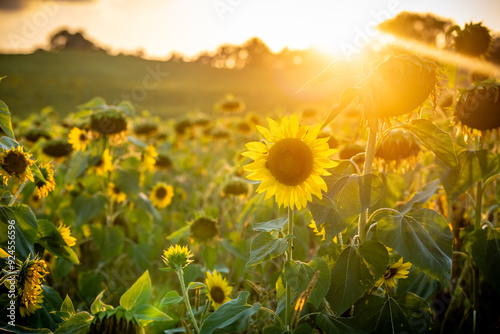 Sonnenblumen im Sonnenuntergang