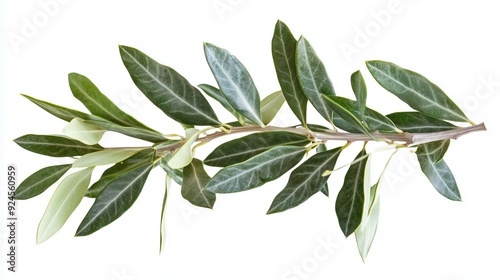 branch of a olive tree with leaves isolated on white background