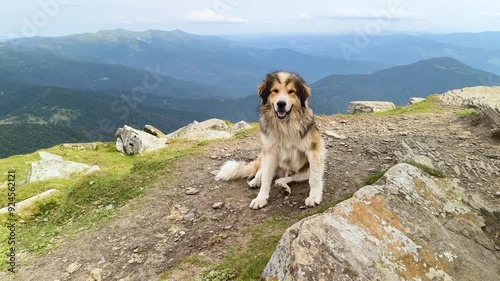 Bukovinian Shepherd is a breed of guard dog, bred in the Romanian Carpathians, one of four breeds. The dog is strong, large, coarsely built. Portrait against the background of Goverla, top of Petros