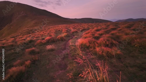clots, bunches, bushes, grass, similar to a herd of grazing hedgehogs at sunset in the Ukrainian Carpathians against the backdrop of Goverla are very beautiful