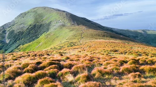 clots, bunches, bushes, grass, similar to a herd of grazing hedgehogs at sunset in the Ukrainian Carpathians against the backdrop of Goverla are very beautiful