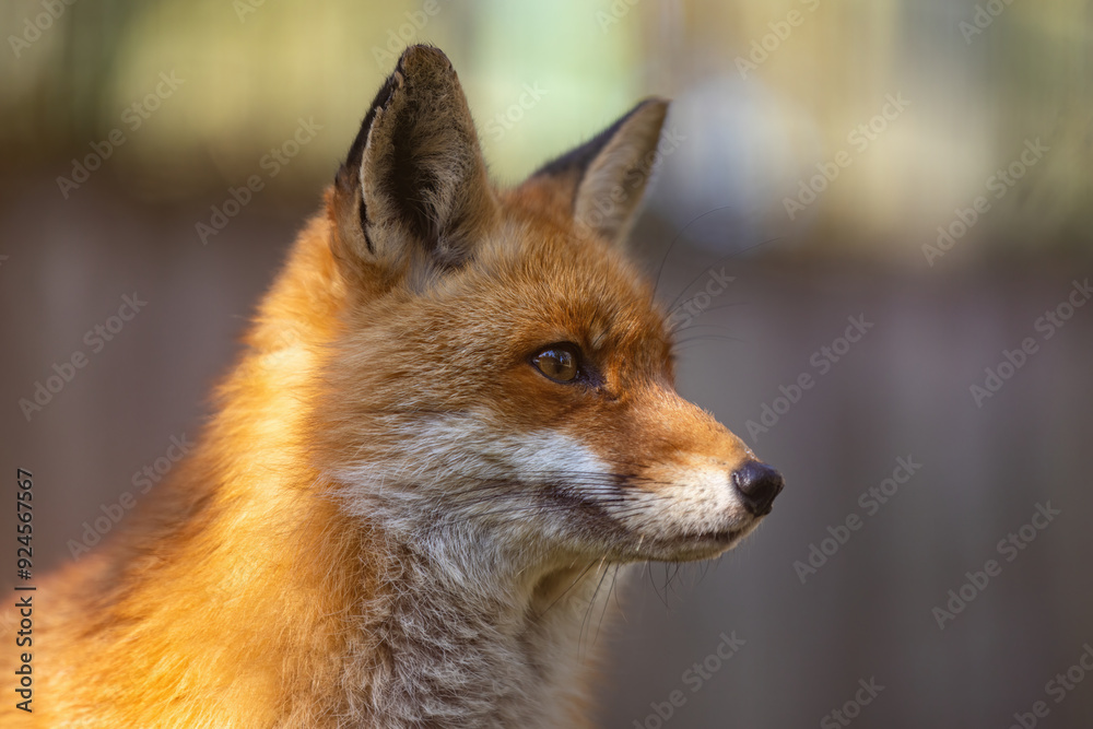 Fototapeta premium Rotfuchs