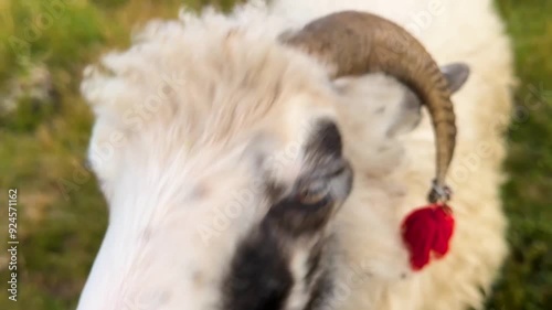 Carpathians, Ukraine, Transcarpathia - sheep graze at an altitude of two kilometers above sea level, under the gentle ringing of bells and the whistle of the wind, for production of milk and cheese