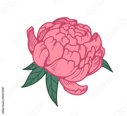 Japanese peony blossom, vintage style drawing. Detailed floral bud, delicate ...