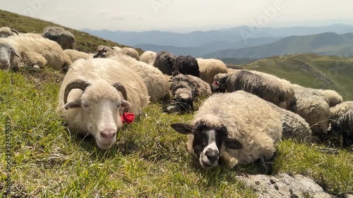 Carpathians, Ukraine, Transcarpathia - sheep graze at an altitude of two kilometers above sea level, under the gentle ringing of bells and the whistle of the wind, for production of milk and cheese