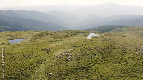 flock of sheep, dogs and a shepherd walks near Mount Petros, Goverla Ukrainian Carpathians, clean grass and forests Ecological traditional production of milk cheese, meat and wool., video from a drone