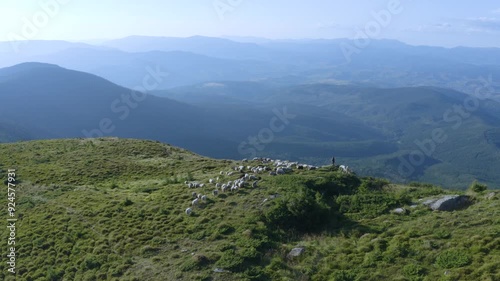 flock of sheep, dogs and a shepherd walks near Mount Petros, Goverla Ukrainian Carpathians, clean grass and forests Ecological traditional production of milk cheese, meat and wool., video from a drone