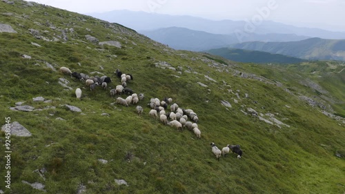 flock of sheep, dogs and a shepherd walks near Mount Petros, Goverla Ukrainian Carpathians, clean grass and forests Ecological traditional production of milk cheese, meat and wool., video from a drone