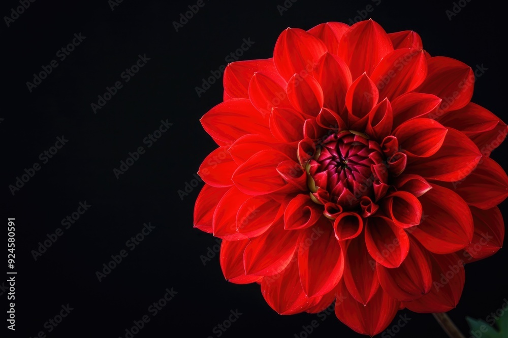 A close-up shot of a bright red flower sitting on a dark black background A close-up shot of a bright red flower sitting on a dark black background