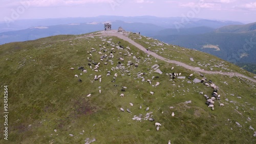 flock of sheep, dogs and a shepherd walks near Mount Petros, Goverla Ukrainian Carpathians, clean grass and forests Ecological traditional production of milk cheese, meat and wool., video from a drone