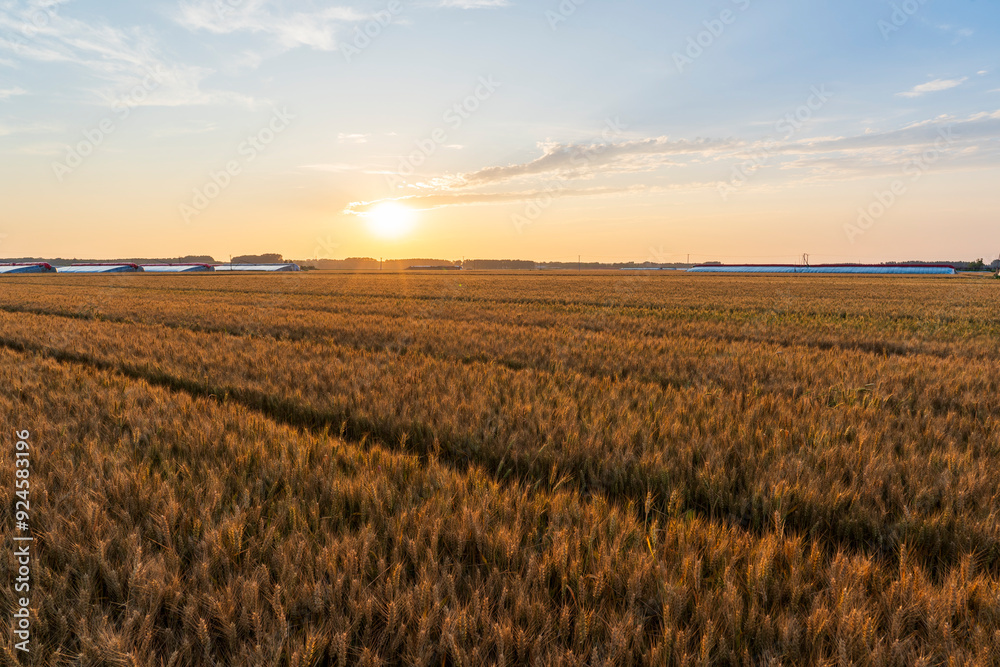 Ripe wheat fields in the evening Ripe wheat fields in the evening