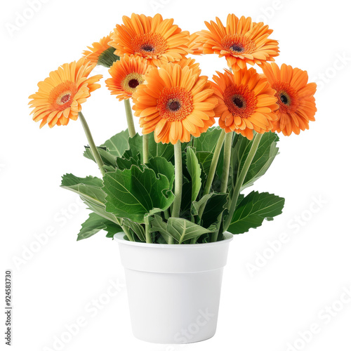 Wallpaper Mural Orange Gerbera Daisies in Pot isolated on transparent background, ideal for floral design, botanical art, and nature-themed decor Torontodigital.ca