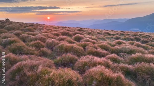 clots, bunches, bushes, grass, similar to a herd of grazing hedgehogs at sunset in the Ukrainian Carpathians against the backdrop of Goverla are very beautiful