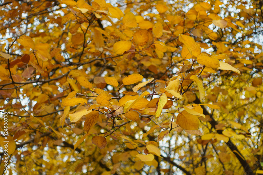 Orange and yellow autumnal foliage of quince in November Orange and yellow autumnal foliage of quince in November