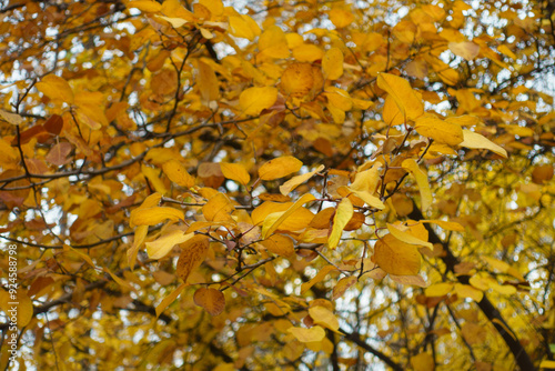 Orange and yellow autumnal foliage of quince in November photo