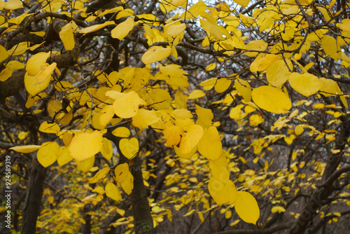 Yellow autumnal foliage of quince in November photo