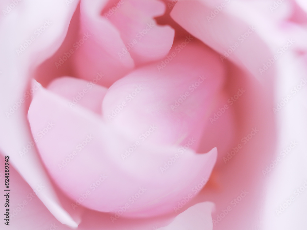 ピンクのバラの花びら ピンクのバラの花びら