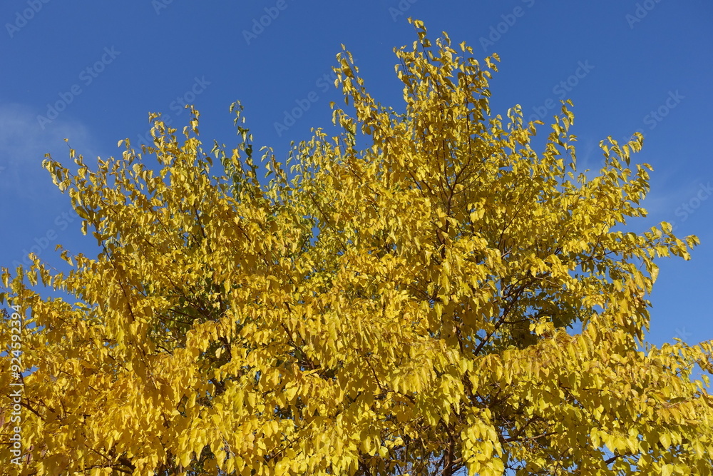 Fototapeta premium Unclouded blue sky and autumnal foliage of mulberry tree in october