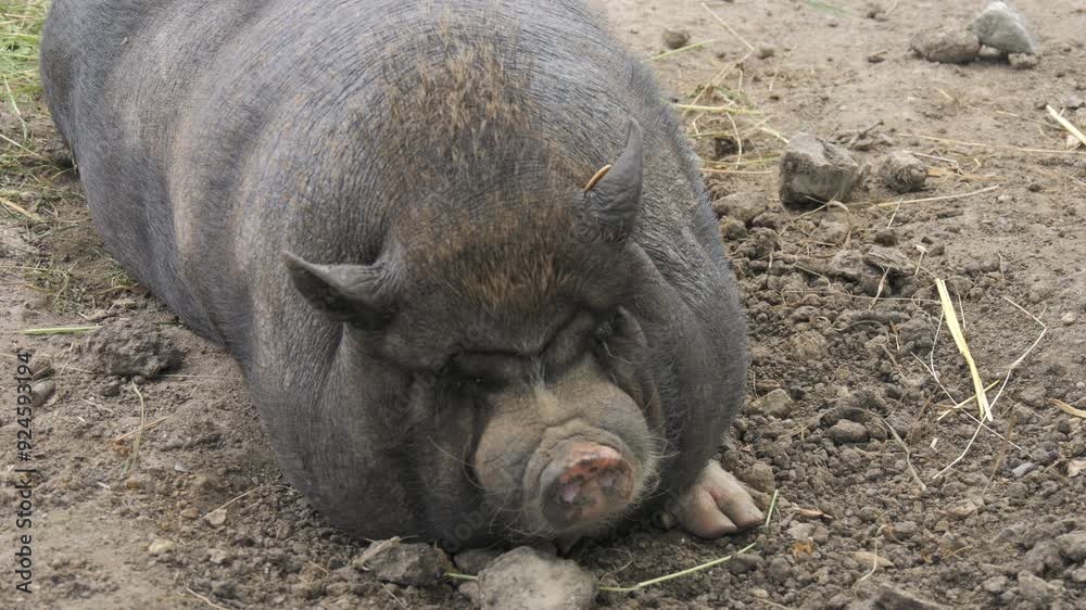 Funny Vietnamese pot-bellied black pig in pig pen slow motion Funny Vietnamese pot-bellied black pig in pig pen slow motion
