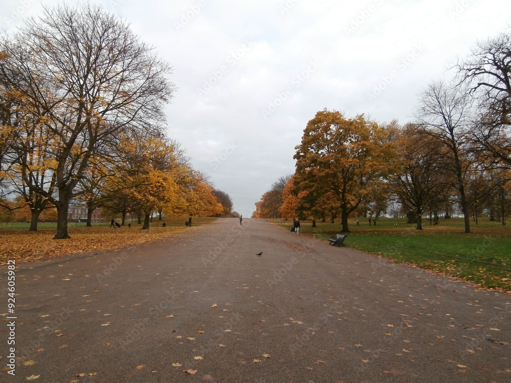 Londra viale alberato autunnale suggestivo Londra viale alberato autunnale suggestivo