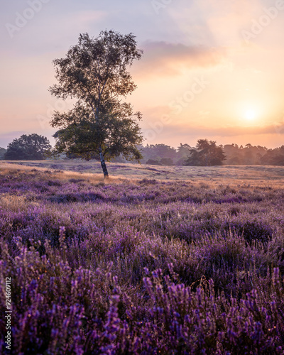 Heide - Landschaft Lavendel - Münsterland