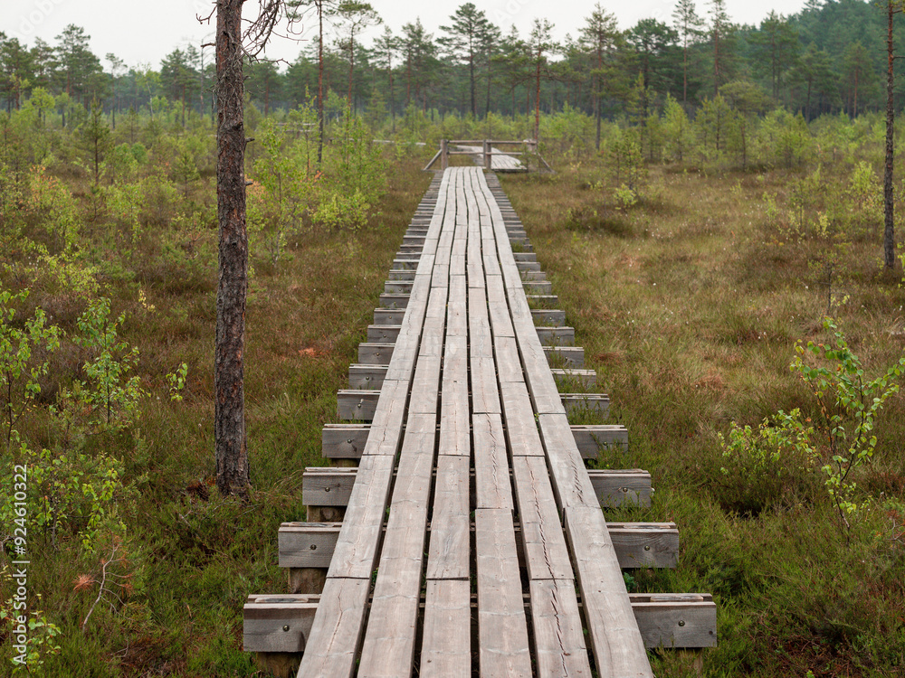 Fototapeta premium Wooden footpath in a forest park. The walk is long and narrow, with trees on either side. Scene is peaceful and serene. Outdoor walking area design to enjoy and preserve nature environment.